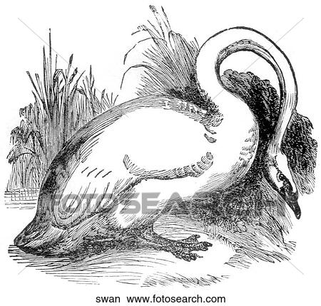 Stock Illustration - Birds. A swan.. Fotosearch