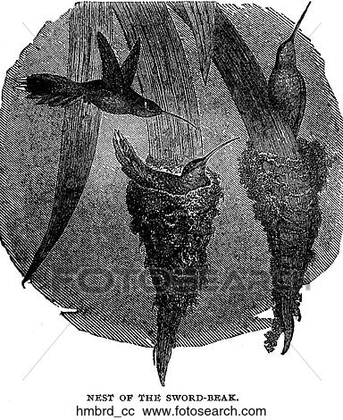 Clipart - Birds. A third view of hummingbirds.. Fotosearch