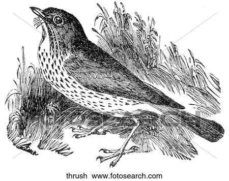 Birds. A thrush. View Large Illustration Drawing - Birds. A thrush.. Fotosearch