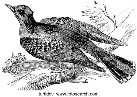 Stock Illustration - Birds. A turtledove.. Fotosearch