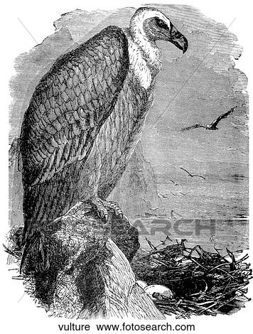 Birds. A vulture in a classic pose. View Large Illustration Clip Art - Birds. A vulture in a classic pose.. Fotosearch