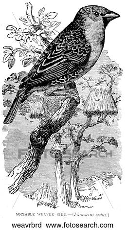 Birds. A weaver bird. View Large Illustration Clip Art - Birds. A weaver bird.. Fotosearch