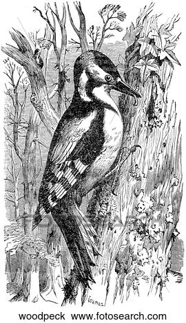 Birds. A woodpecker. View Large Illustration Drawing - Birds. A woodpecker.. Fotosearch