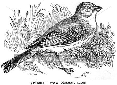 Birds. A yellow hammer (bird). View Large Illustration Stock Illustration - Birds. A yellow hammer (bird).. Fotosearch