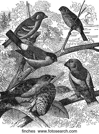 Birds. An assortment of finches. View Large Illustration Stock Illustration - Birds. An assortment of finches.. Fotosearch