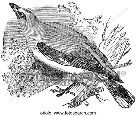 Birds. An oriole. View Large Illustration Clip Art - Birds. An oriole.. Fotosearch