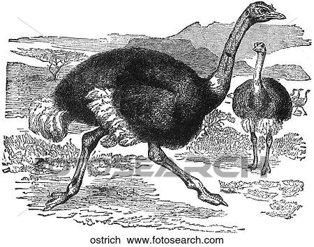 Birds. An ostrich. View Large Illustration Drawing - Birds. An ostrich.. Fotosearch