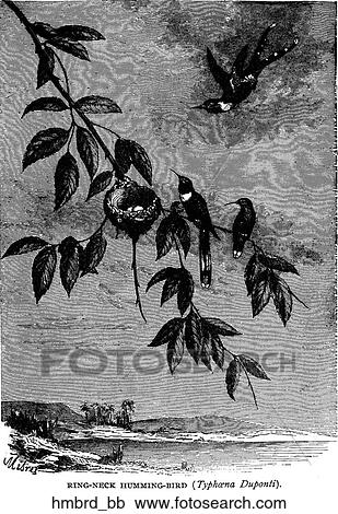 Clipart - Birds. Another view of hummingbirds.. Fotosearch