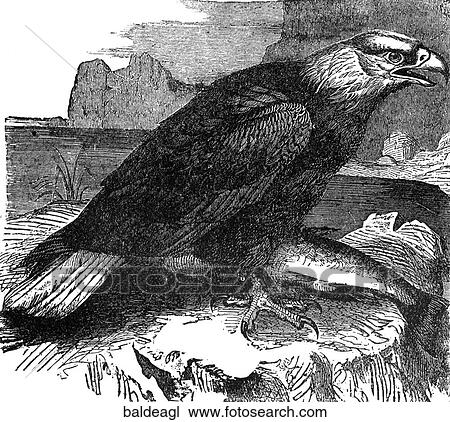 Drawing - Birds. Bald eagle with its dinner.. Fotosearch