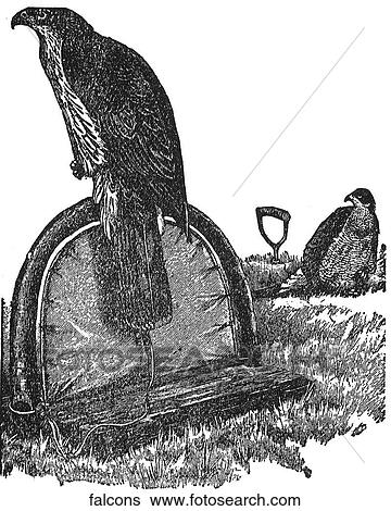 Birds. More falcons. View Large Illustration Stock Illustration - Birds. More falcons.. Fotosearch