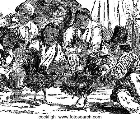 Birds. Scene of a cockfight. View Large Illustration Drawing - Birds. Scene of a cockfight.. Fotosearch
