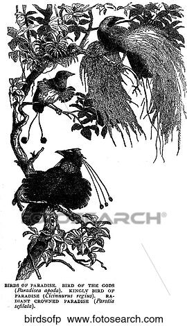 Birds. View Large Illustration Stock Illustration - Birds.. Fotosearch