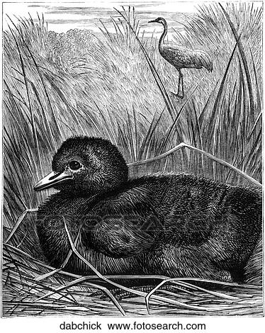 Birds. The chick of a large bird. View Large Illustration Drawing - Birds. The chick of a large bird.. Fotosearch