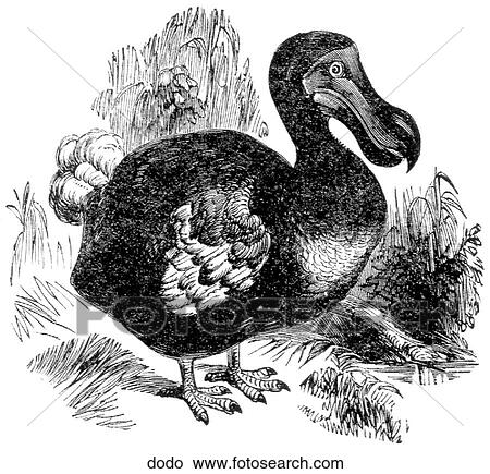 Birds. The extinct dodo bird. View Large Illustration Stock Illustration - Birds. The extinct dodo bird.. Fotosearch