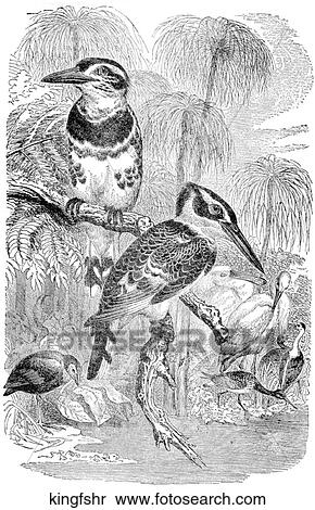 Stock Illustration - Birds. Two kingfishers.. Fotosearch