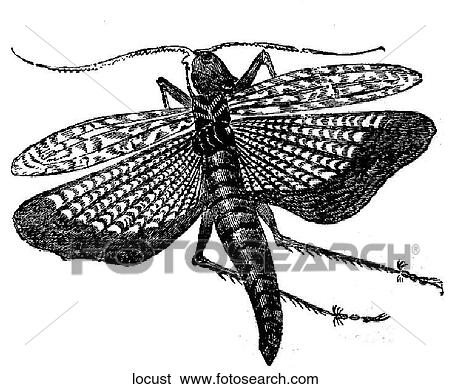 Bugs. A locust. View Large Illustration Stock Illustration - Bugs. A locust.. Fotosearch