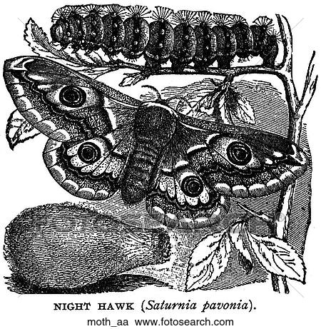 Bugs. A night hawk moth. View Large Illustration Clipart - Bugs. A night hawk moth.. Fotosearch