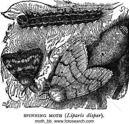 Bugs. A spinning moth. View Large Illustration Clipart - Bugs. A spinning moth.. Fotosearch