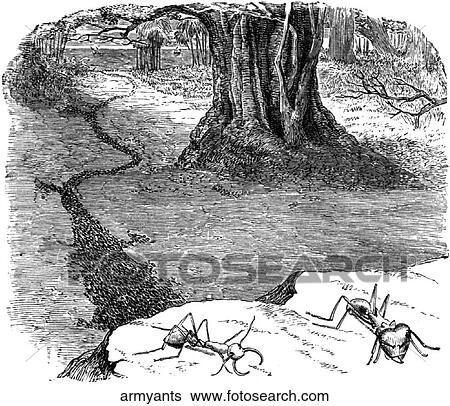 Bugs. Army ants on the march. View Large Illustration Stock Illustration - Bugs. Army ants on the march.. Fotosearch