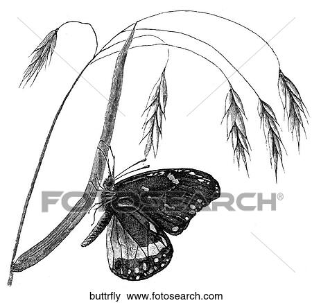 Stock Illustration - Bugs - insect. A butterfly perched on a leaf.. Fotosearch