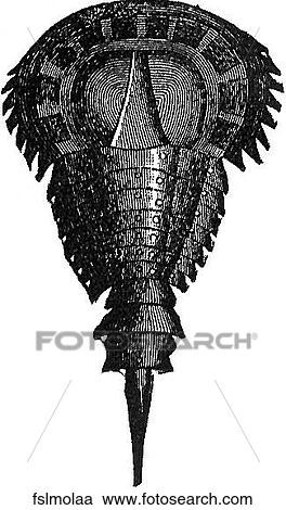 Fossil mollusk #1. View Large Illustration Clipart - Fossil mollusk #1.. Fotosearch