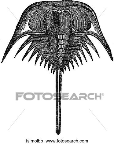 Fossil mollusk #2. View Large Illustration Clipart - Fossil mollusk #2.. Fotosearch