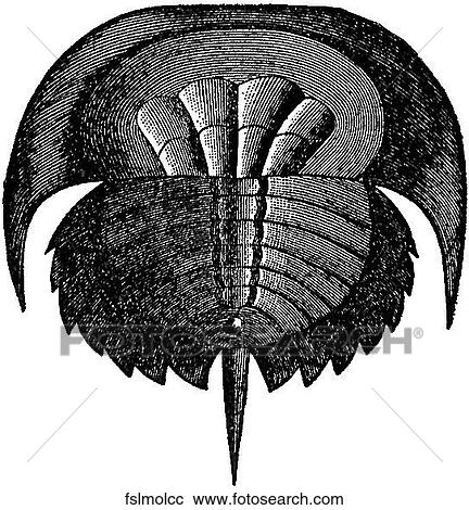 Fossil mollusk #3. View Large Illustration Clipart - Fossil mollusk #3.. Fotosearch