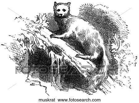 Mammals. A muskrat. View Large Illustration Stock Illustration - Mammals. A muskrat.. Fotosearch
