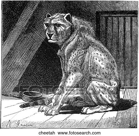 Mammals - big cats. A cheetah in a cage looking sullen. View Large Illustration Drawing - Mammals - big cats. A cheetah in a cage looking sullen.. Fotosearch