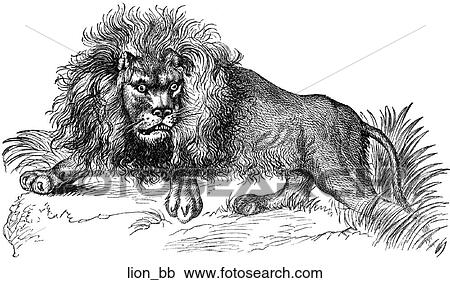 Mammals - big cats. A fierce lion. View Large Illustration Clipart - Mammals - big cats. A fierce lion.. Fotosearch