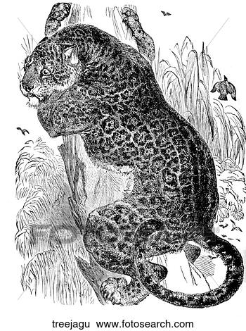 Stock Illustration - Mammals - big cats. A jaguar in a tree.. Fotosearch