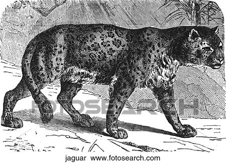 Mammals - big cats. A jaguar walking in the View Large Illustration Stock Illustration - Mammals - big cats. A jaguar walking in the. Fotosearch