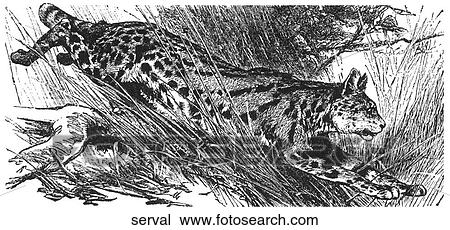 Drawing - Mammals - big cats. A large wild cat.. Fotosearch