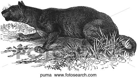 Mammals - big cats. A puma poised to jump. View Large Illustration Clipart - Mammals - big cats. A puma poised to jump.. Fotosearch