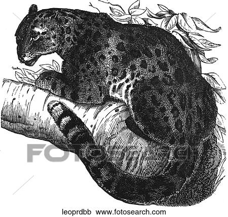 Clipart - Mammals - big cats. Leopard #1: in a tree.. Fotosearch