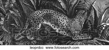 Clipart - Mammals - big cats. Leopard #2: stalking among plants.. Fotosearch