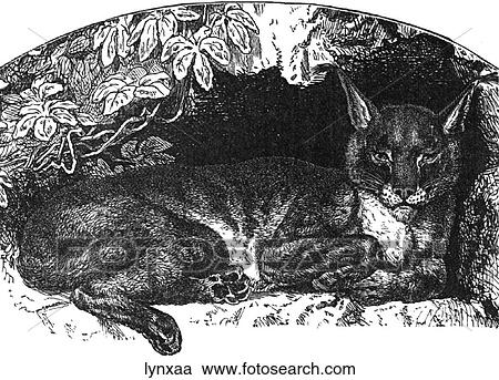 Mammals - big cats. Lynx #1: lying in a cave. View Large Illustration Clipart - Mammals - big cats. Lynx #1: lying in a cave.. Fotosearch