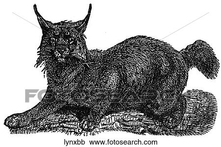 Clipart - Mammals - big cats. Lynx #2: on the prowl.. Fotosearch