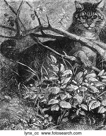 Clipart - Mammals - big cats. Lynx #3: hiding in the underbrush.. Fotosearch