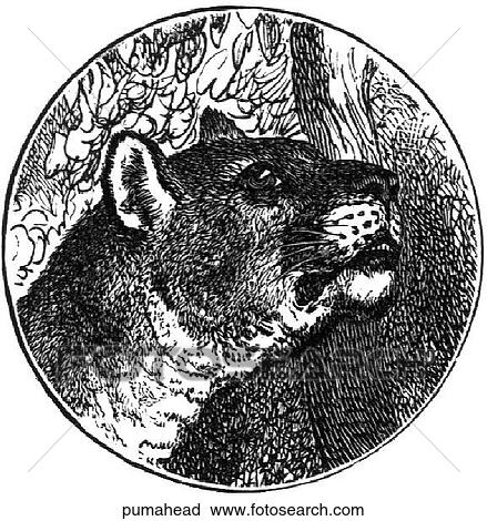Clip Art - Mammals - big cats. The head of a puma.. Fotosearch