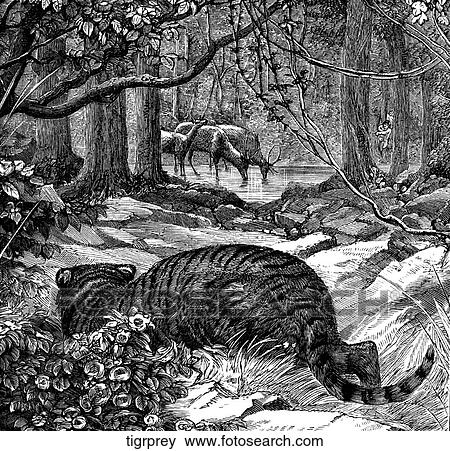 Stock Illustration - Mammals - big cats. Tiger #2: stalking its prey.. Fotosearch