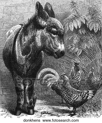 Stock Illustration - Mammals, birds. A donkey with some chickens.. Fotosearch
