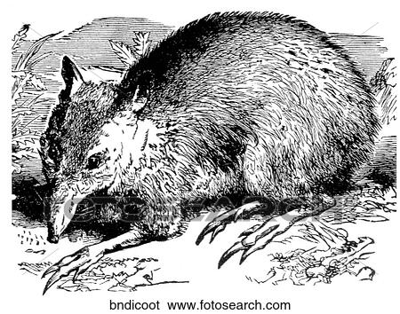 Mammals - general. A bandicoot. View Large Illustration Stock Illustration - Mammals - general. A bandicoot.. Fotosearch