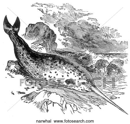 Drawing - Mammals - general. A beached narwhale.. Fotosearch