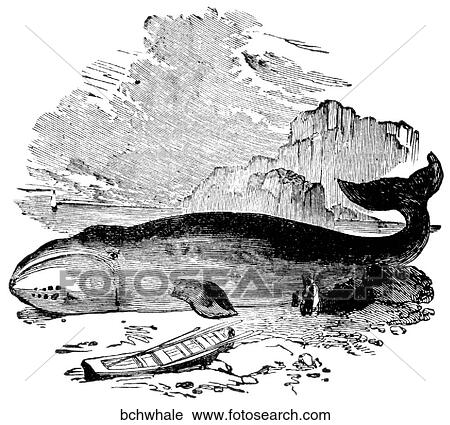 Mammals - general. A beached whale. View Large Illustration Clip Art - Mammals - general. A beached whale.. Fotosearch
