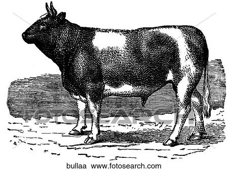 Clipart - Mammals - general. A bull.. Fotosearch