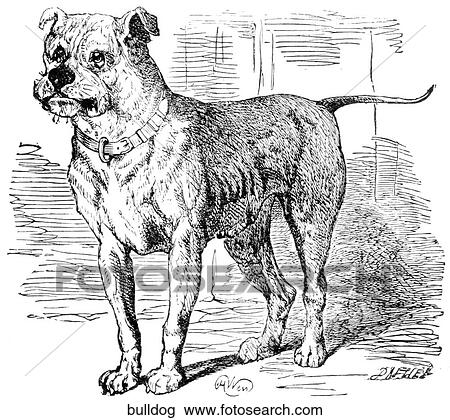 Mammals - general. A bulldog. View Large Illustration Drawing - Mammals - general. A bulldog.. Fotosearch