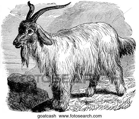Mammals - general. A cashmere goat. View Large Illustration Drawing - Mammals - general. A cashmere goat.. Fotosearch