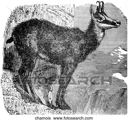 Mammals - general. A chamois (goat). View Large Illustration Stock Illustration - Mammals - general. A chamois (goat).. Fotosearch