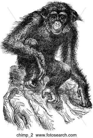 Mammals - general. A chimp. View Large Illustration Drawing - Mammals - general. A chimp.. Fotosearch